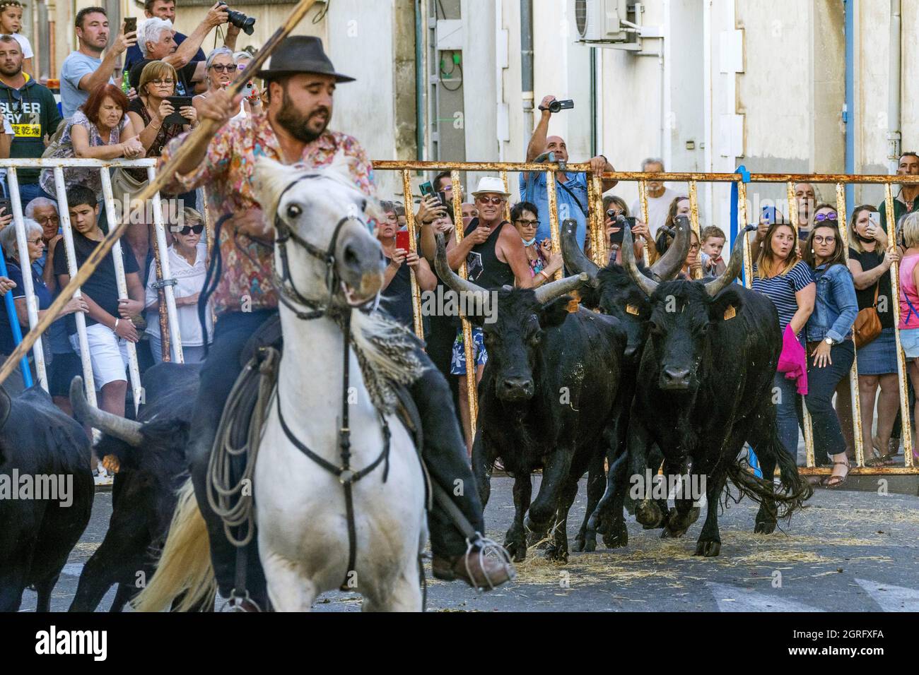 Frankreich, Gard, St Gilles du Gard, Bandido von 83 Bullen mit den Cowboys der Aubanel Ranch Stockfoto