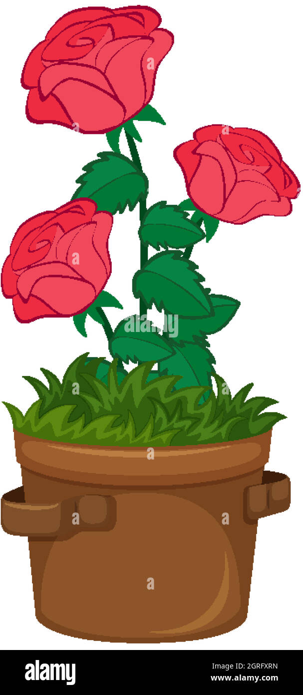 Rote Rosen wachsen im Topf auf weißem Hintergrund Stock Vektor