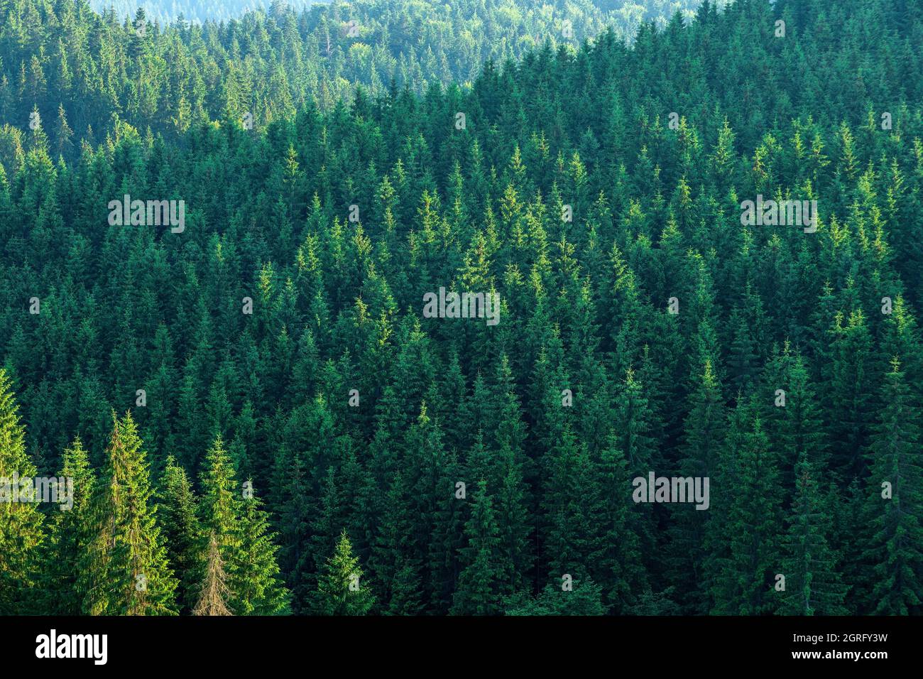 Rumänien, Bucovina, Ciumarna, Landschaft, Wald Stockfoto