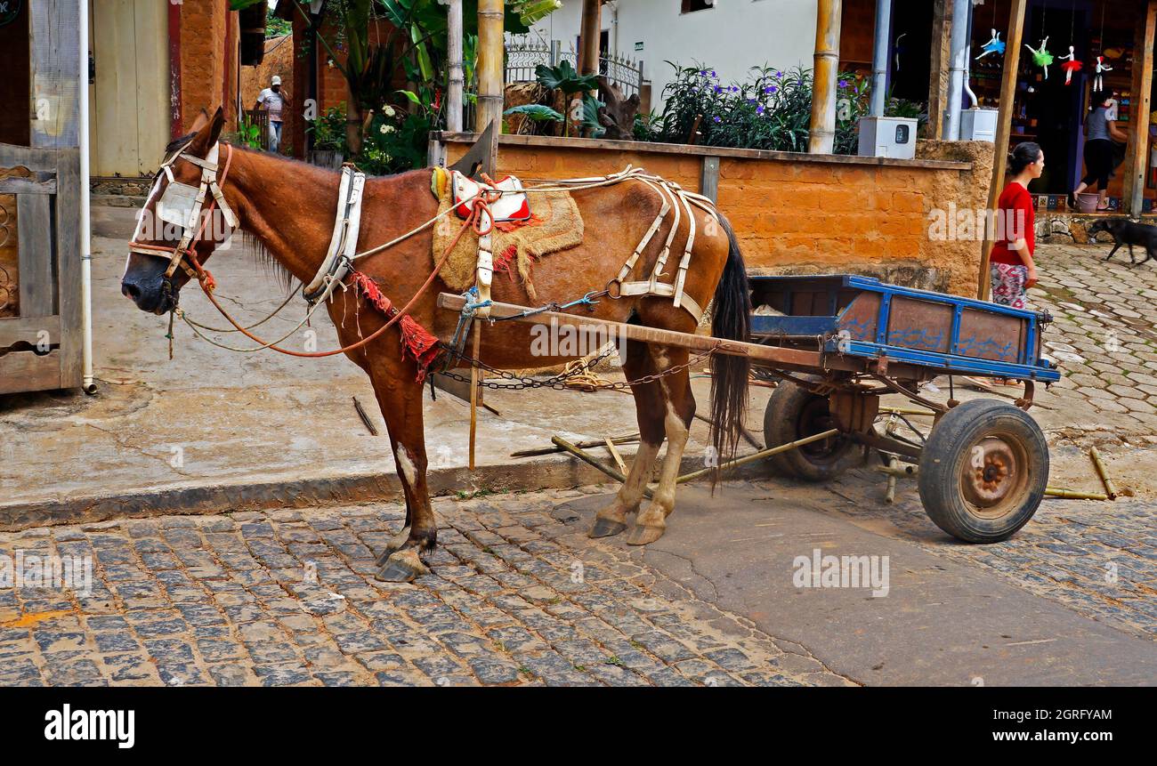 PRADOS, MINAS GERAIS, BRASILIEN - 12. JANUAR 2018: Pferd zieht einen Holzkarren Stockfoto