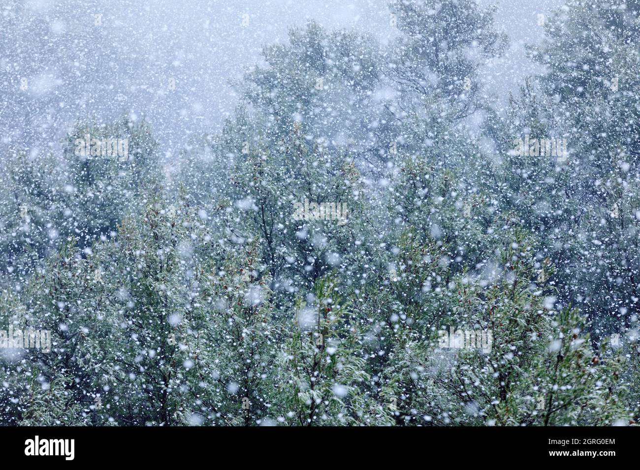 Frankreich, Bouches du Rhone, Pays d'Aix, Le Tholonet, Bäume im Schnee, Schneeflocken Stockfoto