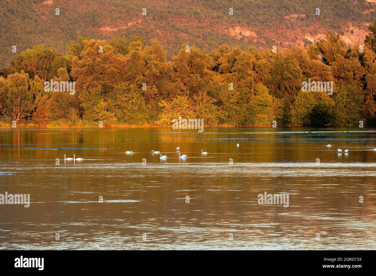 Frankreich, Ain, Saint Benoit, ile de la Sauge, die Rhone Stockfoto