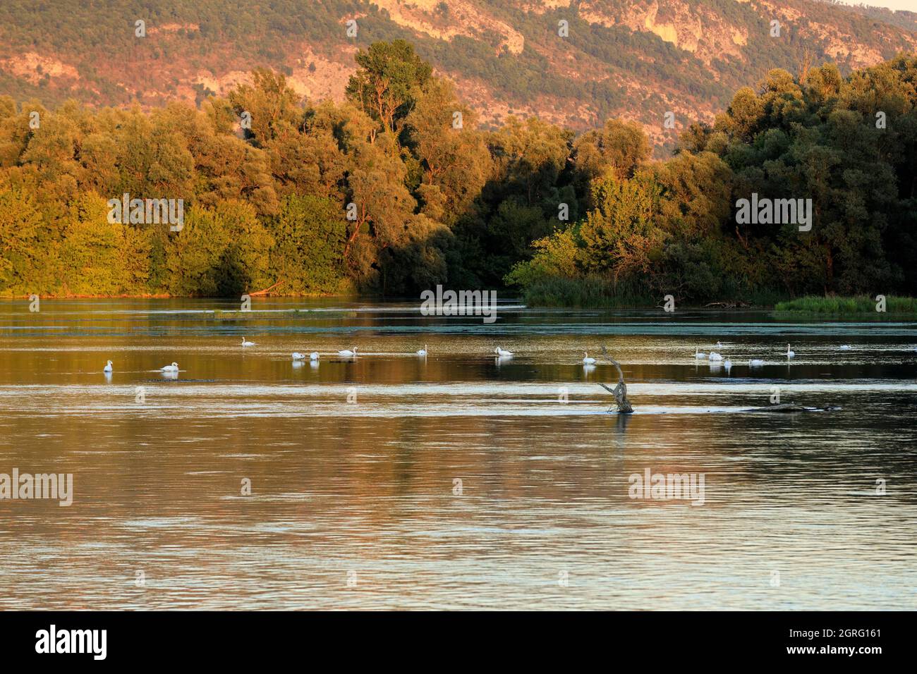 Frankreich, Ain, Saint Benoit, ile de la Sauge, die Rhone Stockfoto