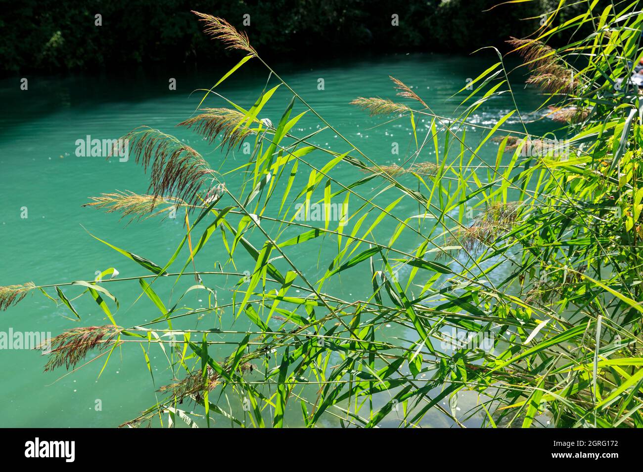 Frankreich, Savoie, zwischen Chanaz und Chindrieux, Kanal de Savieres, Schilf Stockfoto