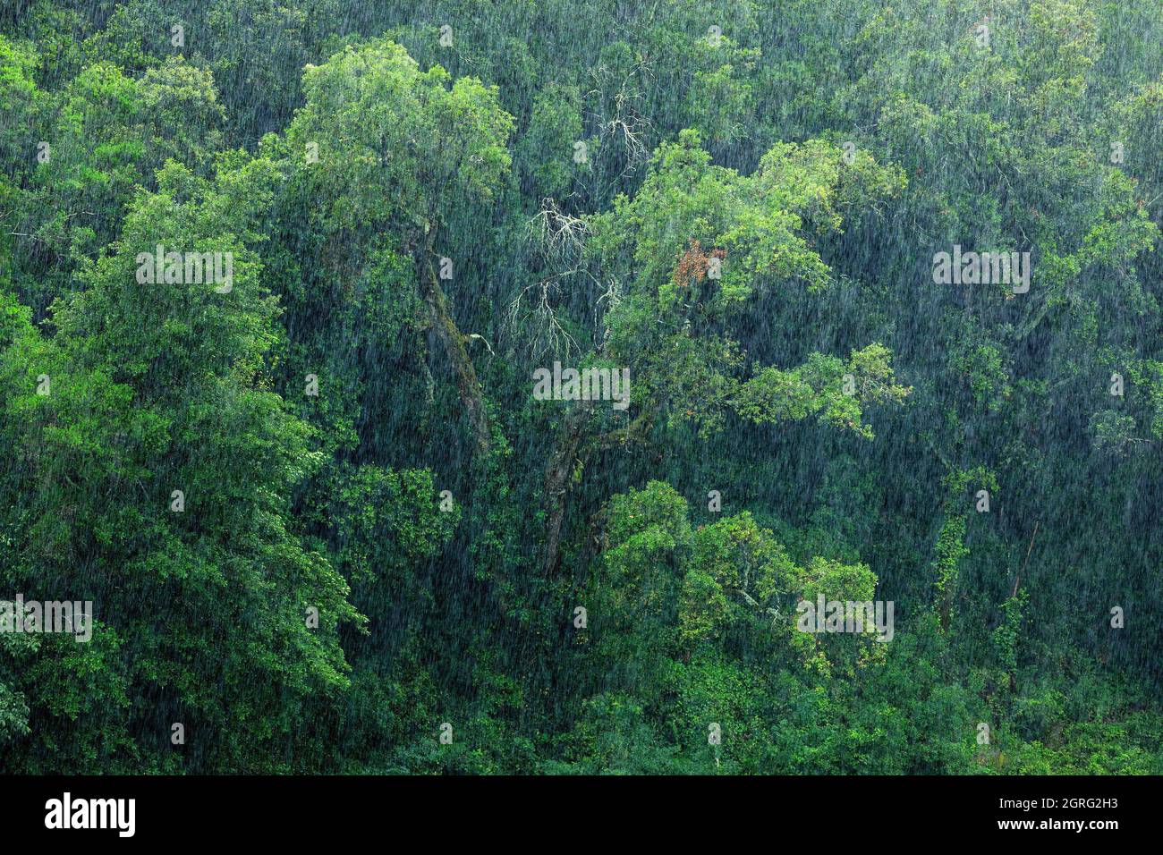 Frankreich, Var, Dracenie, Les Arcs sur Argens, der Fluss L'Argens während eines Gewitters, die Schluchten von Tournavelle, Stockfoto