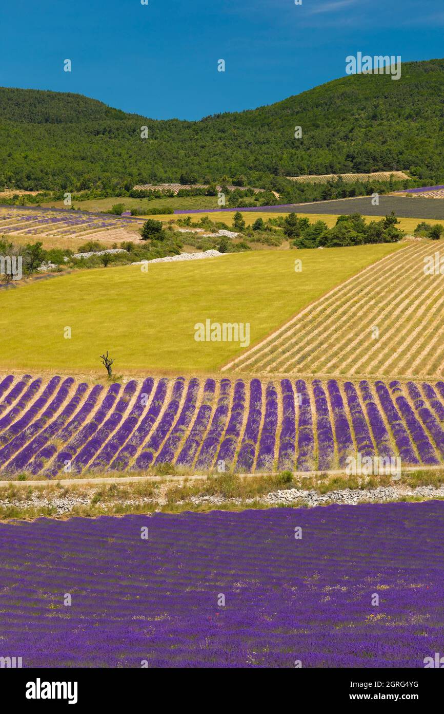 Frankreich, Drome, Drome Provencale, Sault, Ferrassieres, Lavendelfeld Stockfoto