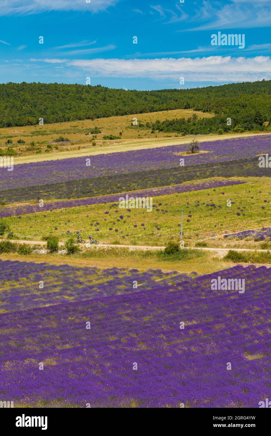 Frankreich, Drome, Drome Provencale, Sault, Ferrassieres, Lavendelfeld Stockfoto