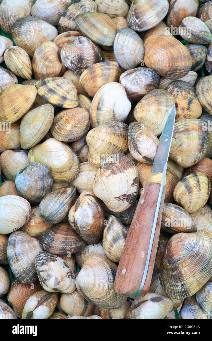 Frankreich, Vendee, Noirmoutier Island, La Gueriniere, Muscheln Stockfoto