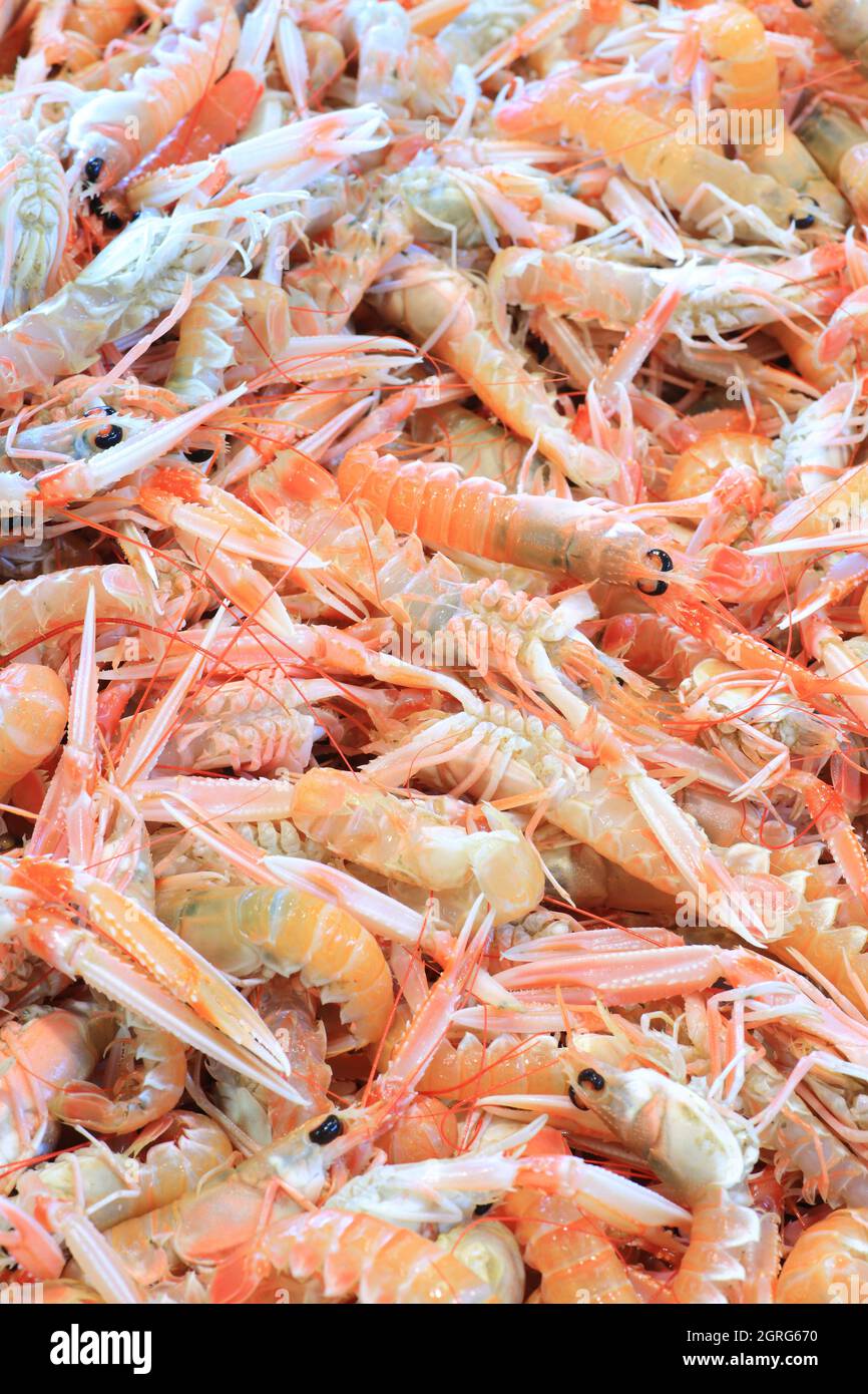 Frankreich, Vendee, Noirmoutier Island, Noirmoutier en l'ile, Markt, Langoustine (Nephrops norvegicus) an einem Stall Stockfoto