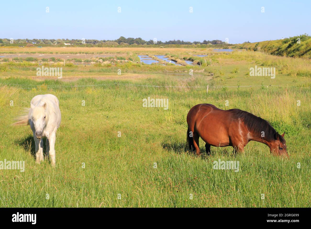 Frankreich, Vendee, Noirmoutier Island, Noirmoutier en l'ile, Müllembourg Naturschutzgebiet, Pferde mit den Salzwiesen im Hintergrund Stockfoto