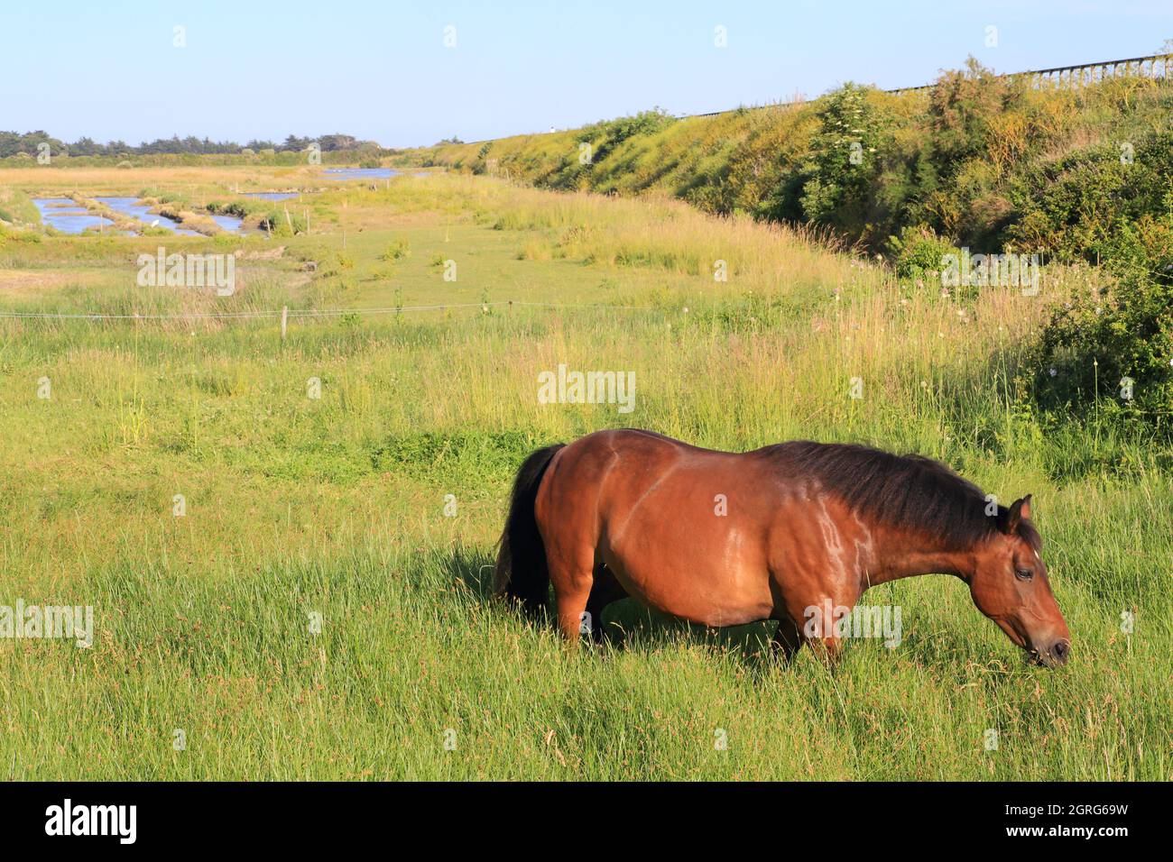 Frankreich, Vendee, Noirmoutier Island, Noirmoutier en l'ile, Müllembourg Naturschutzgebiet, Pferd mit Salzwiesen im Hintergrund Stockfoto