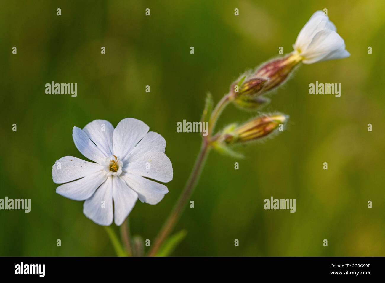 Frankreich, Somme (80), Baie d'Authie, Fort-Mahon, Silene vulgaris subsp. Maritima Stockfoto