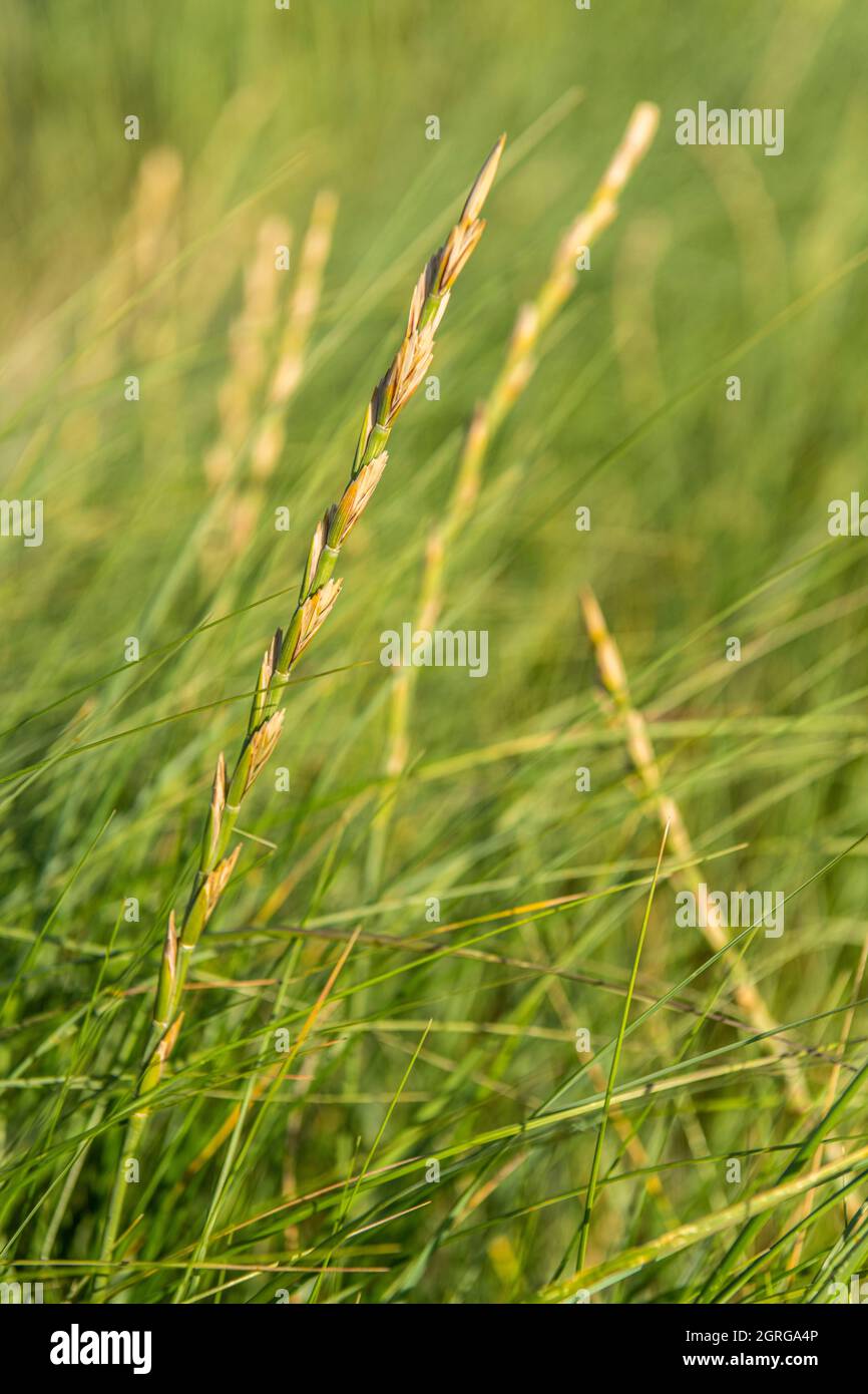 Frankreich, Somme (80), Authie Bay, Fort-Mahon, Flora der Somme Bay und der Picardie Küste, Elymus farctus am Boden der Düne, in Kontakt mit Meerspray und Salz Stockfoto