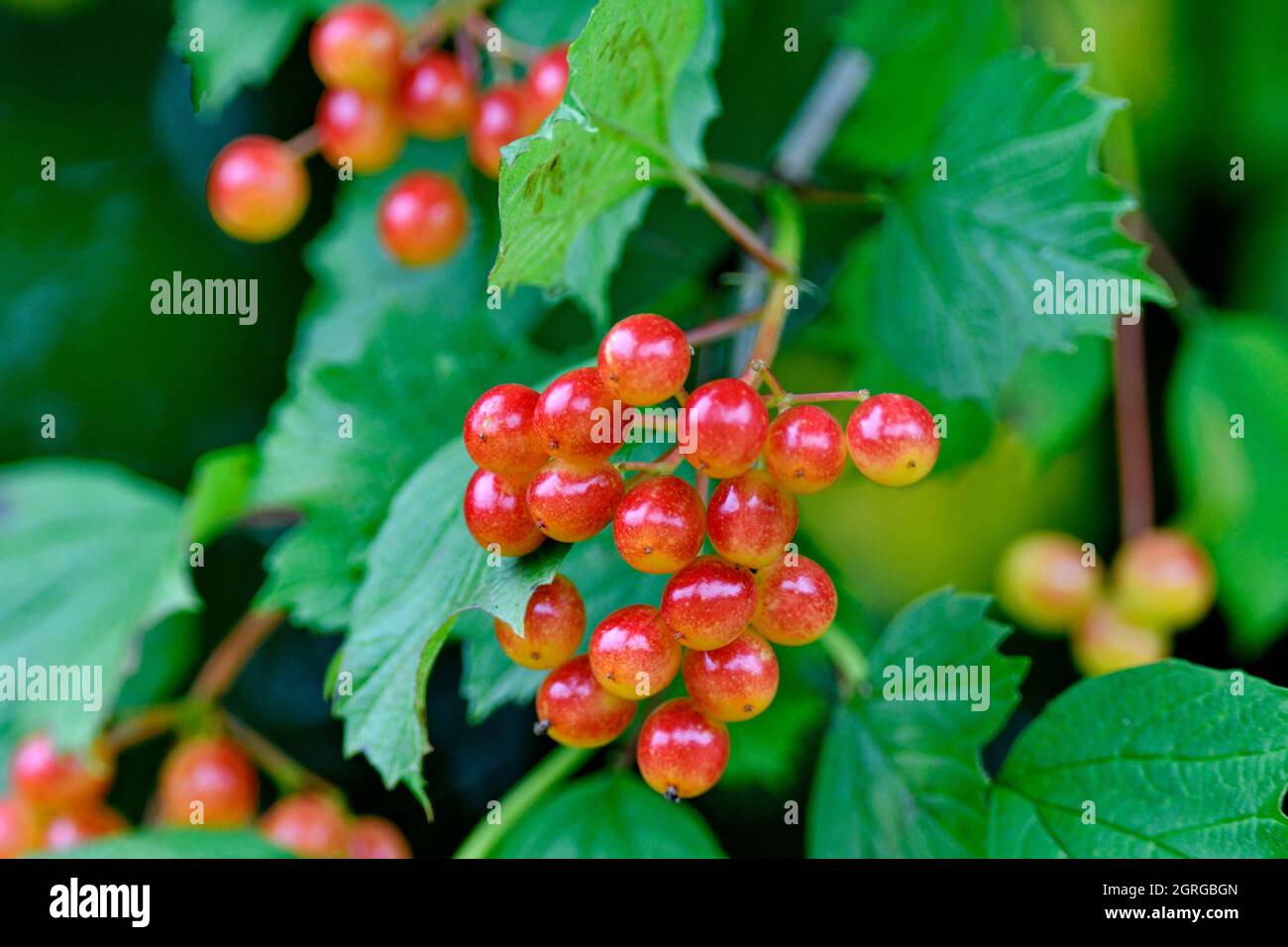 Frankreich, Doubs, Flora, Gebirgsasche (Sorbus alnifolia), Früchte Stockfoto