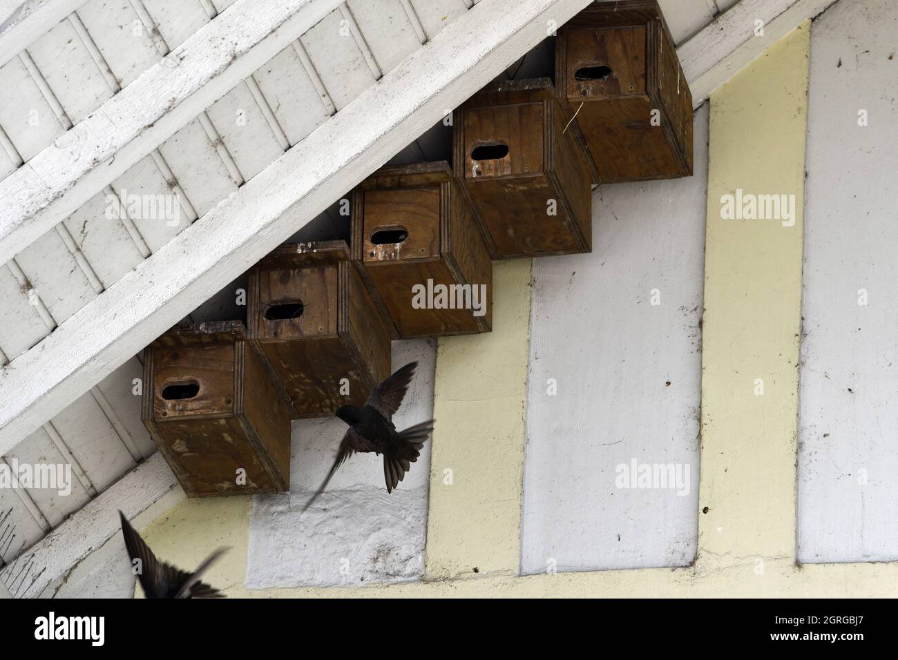 Frankreich, Doubs, Montbéliard, Nistkästen, Schwarzschwein (Apus apus) Stockfoto