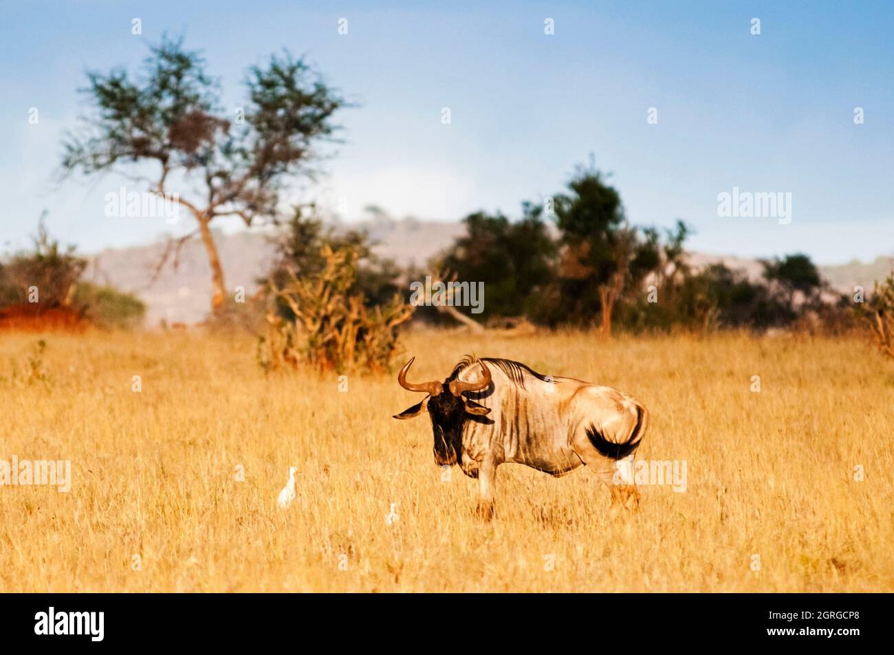 Kenia, Taita Hills, Lualenyi Ranch, ein Gnus (Connochaetes taurinus), Rinderreiher (Bubulcus ibis) Stockfoto