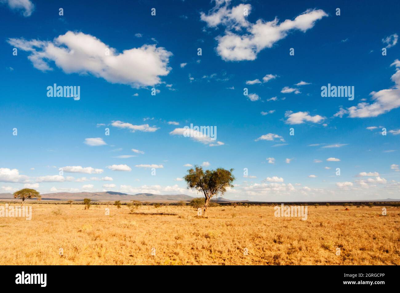 Kenia, Taita Hills Wildlife Sanctuary, Savannah Stockfoto