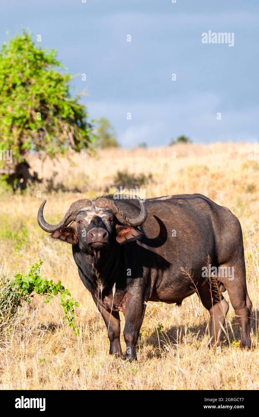 Kenia, Taita Hills Wildlife Sanctuary, One African Buffalo (syncerus Caffer) Stockfoto