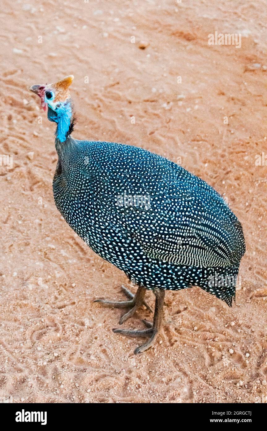 Kenia, Tsavo West National Park, helmeted guineafowl (Numida meleagris) Stockfoto