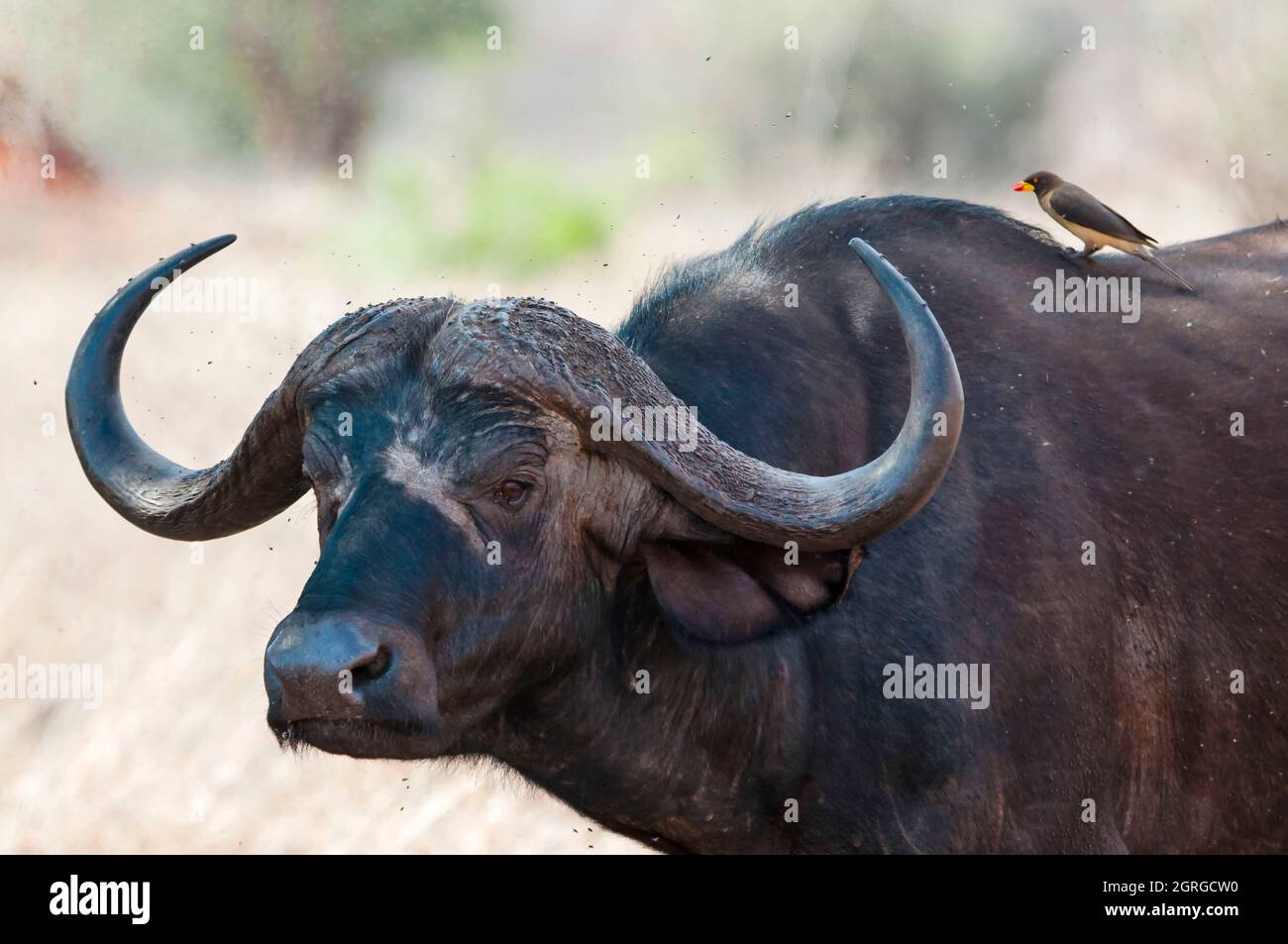 Kenia, Taita Hills Wildlife Sanctuary, Afrikanischer Büffel (syncerus Caffer), Oxpecker (Buphagus erythorhynchus) auf seinem Körper Stockfoto