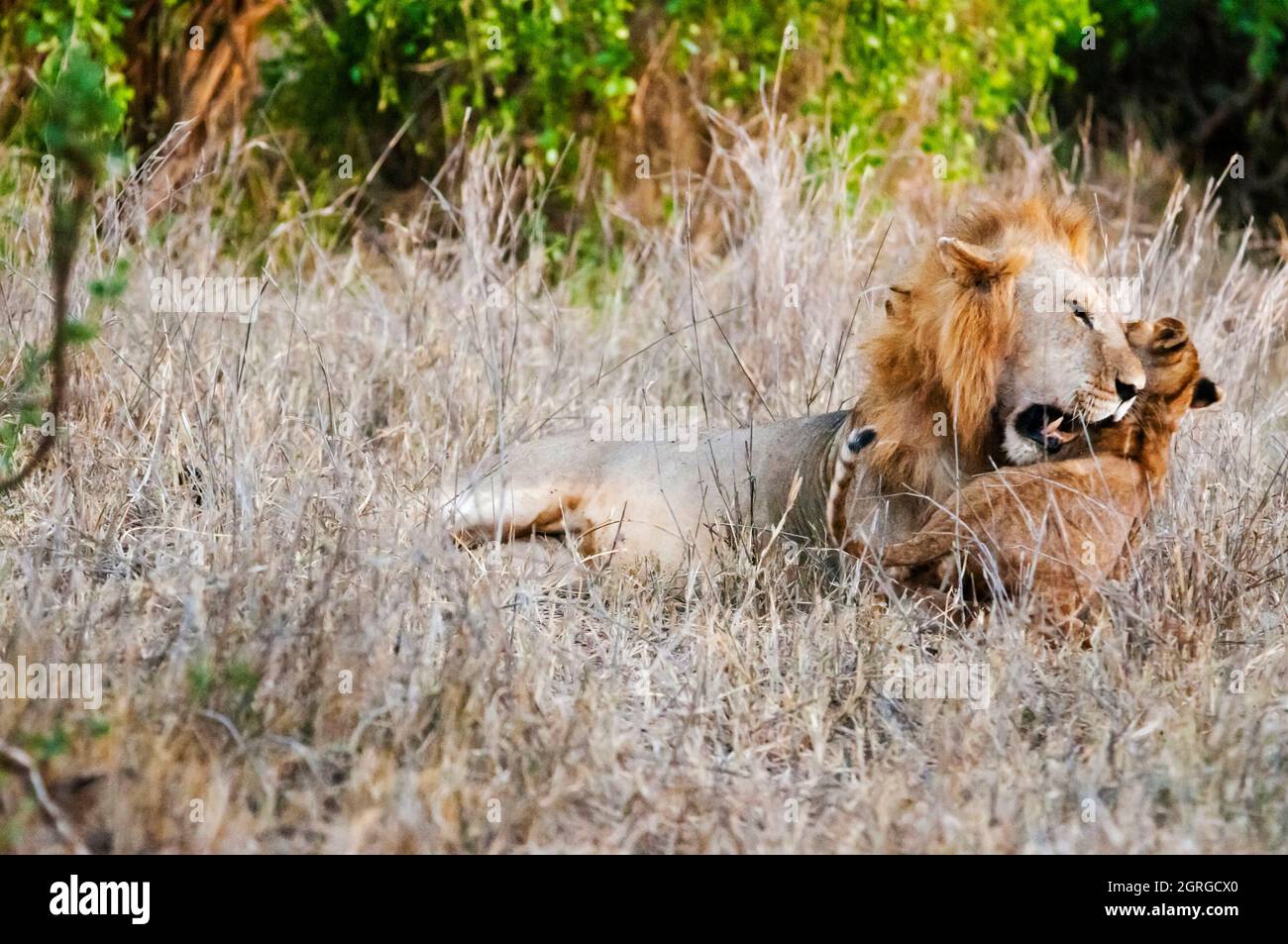Kenia, Tsavo West National Park, ein männlicher Löwe (Panthera leo) im Busch und sein Junge Stockfoto