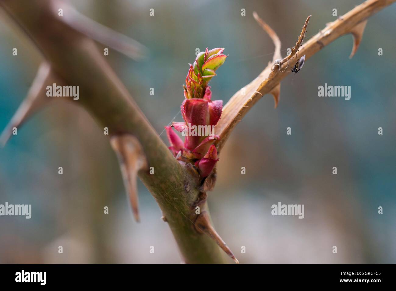 Neue Rosenblätter wachsen im Frühjahr. Wachsender Rosenbaum Stockfoto