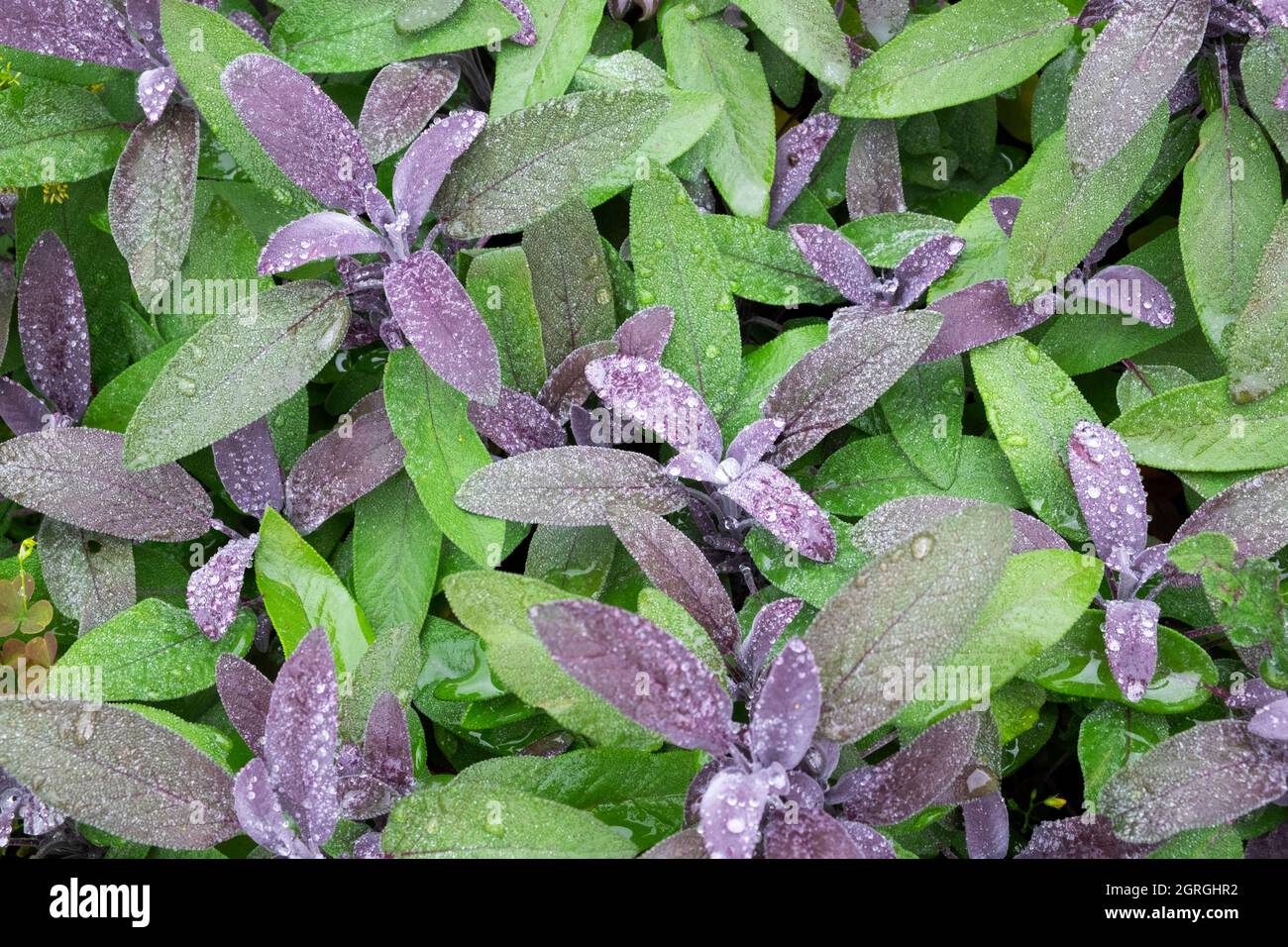 Salvia officinalis Purpurea violetter Salbei mit Wassertropfen Pflanze  wächst im Herbst in einem Kräutergarten September Carmarthenshire Wales UK  KATHY DEWITT Stockfotografie - Alamy