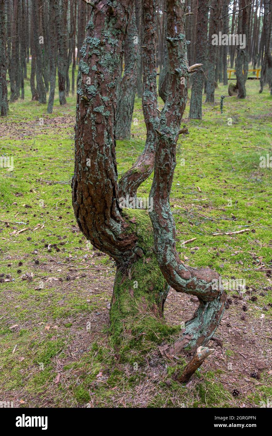 Pinienwald mit gebogenen namens Trunks 'Dancing Wald", Kurische Nehrung, Region Kaliningrad Stockfoto