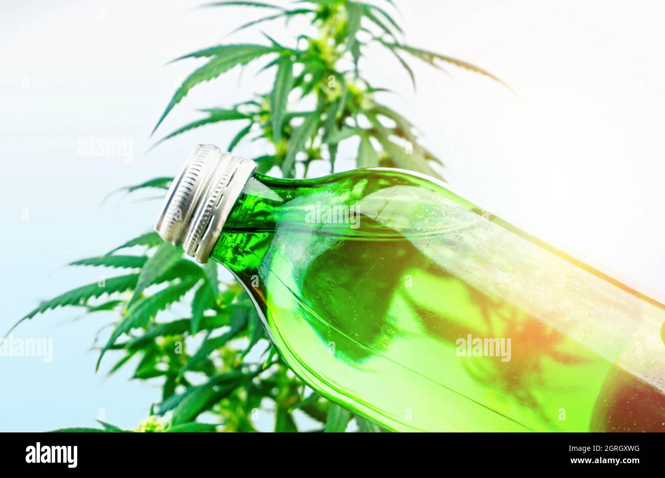 Flasche mit CBD-Cannabis infundiert Getränk gegen Cannabispflanze, Cannabis in der Lebensmittel- und Getränkeindustrie Stockfoto