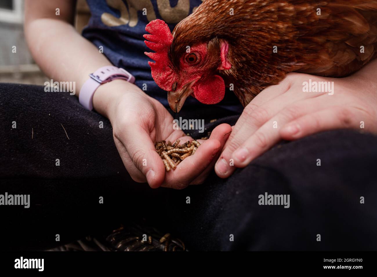 Süße enge Schuss von Mädchen von Hand fütternden roten Huhn Stockfoto