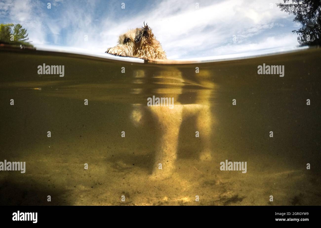 Split-Water-Ansicht von pelzigen Hund in einem See an einem warmen Sommertag. Stockfoto