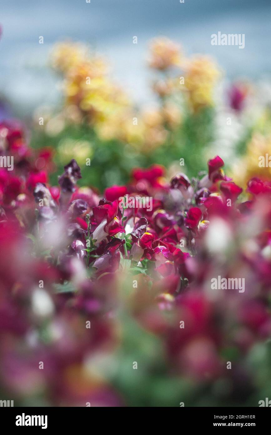 Abstraktes Blumenfeld mit einem verblurten Hintergrund Stockfoto