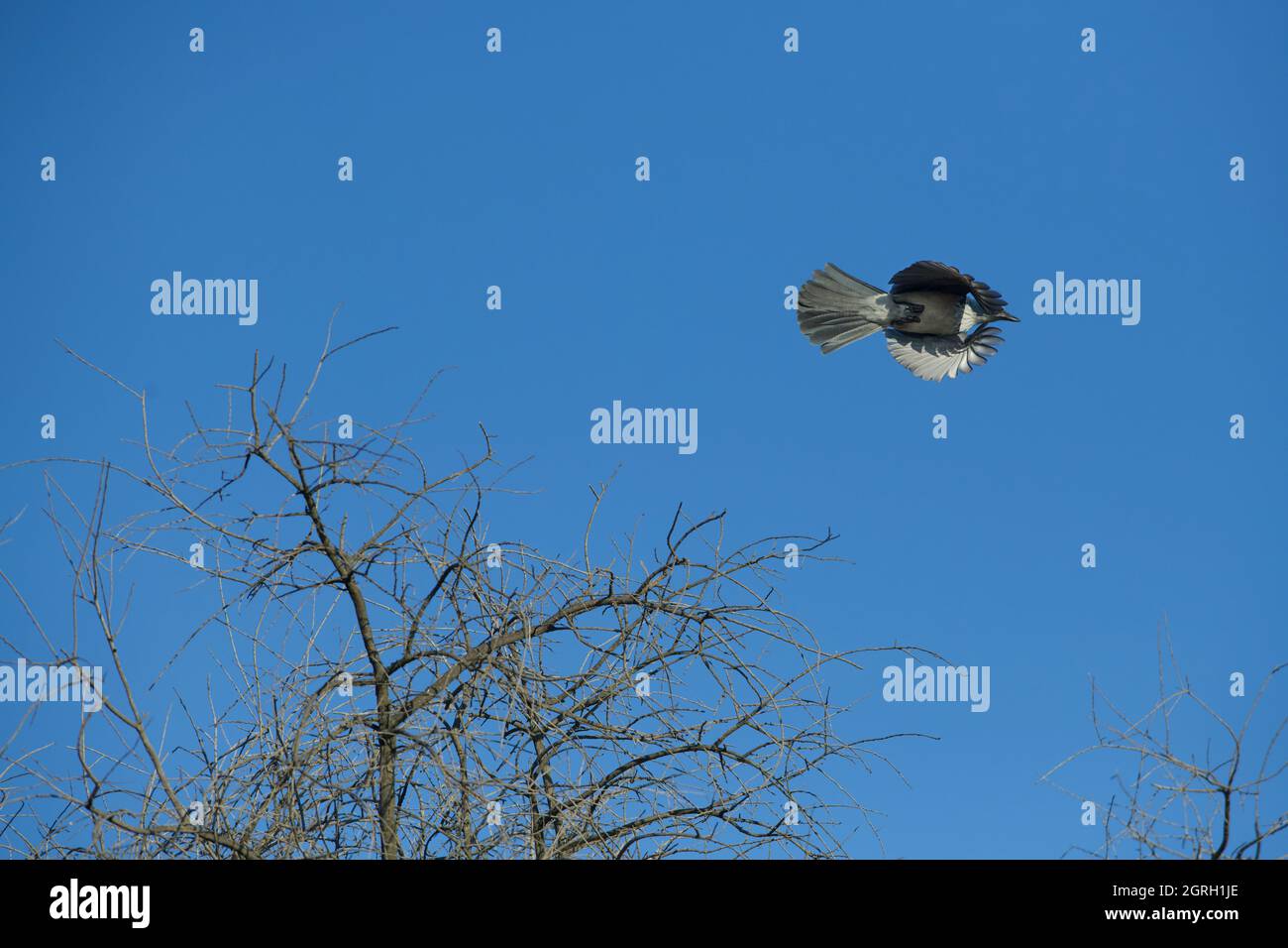 Scrub jay im Flug von unten gesehen Federn voll ausgestreckt. Stockfoto