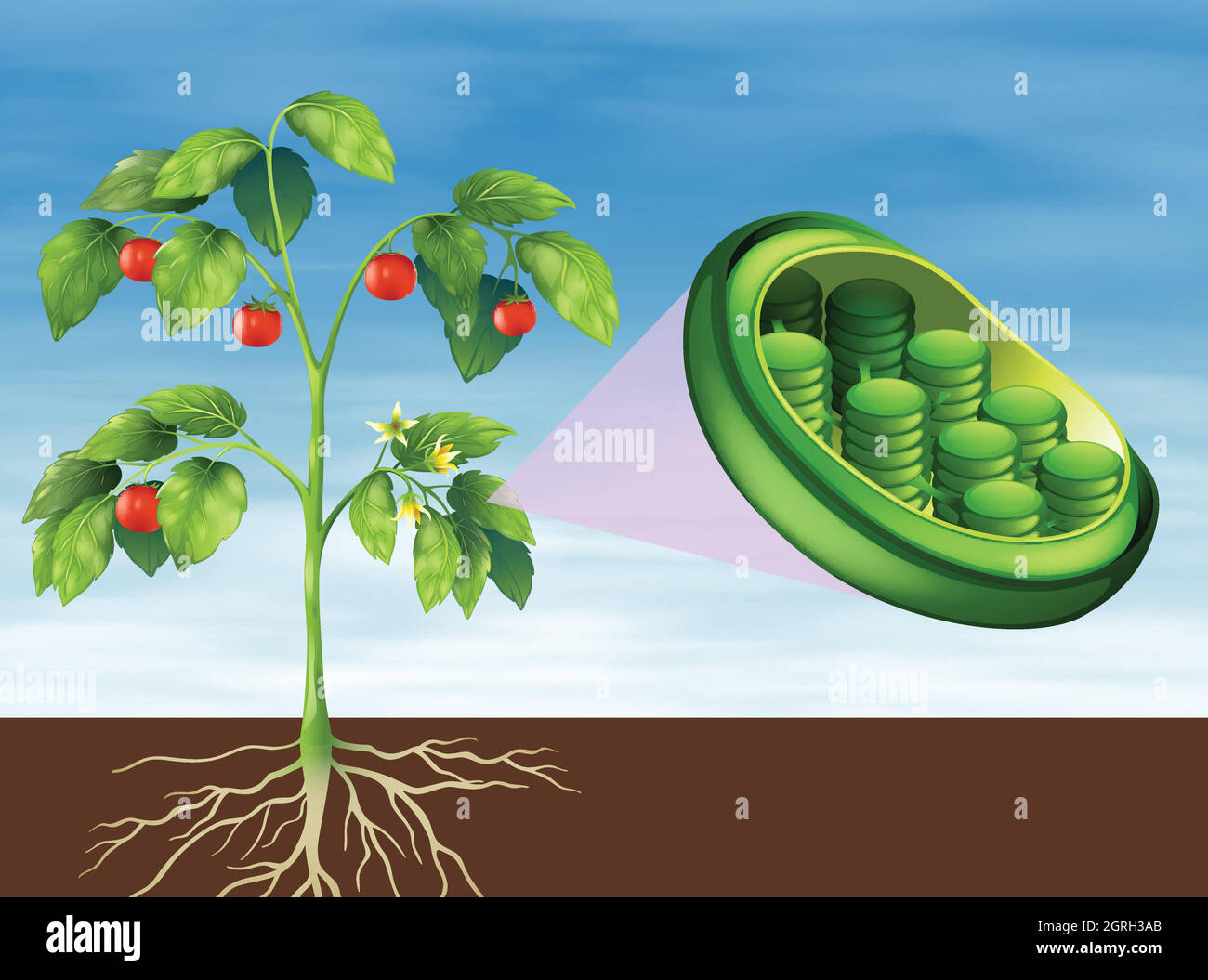 Chloroplast in der Pflanze Stock Vektor