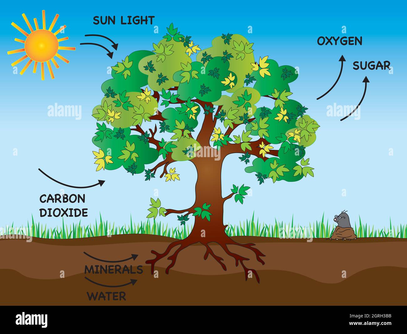 Illustration der Photosynthese mit Baum Stockfoto