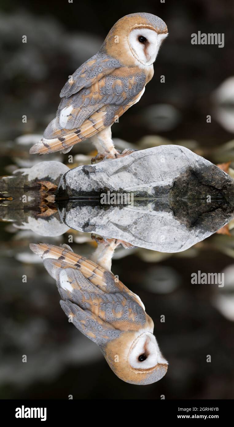Scheune Eule am Spiegel auf dem See (Tyto alba Stockfotografie - Alamy