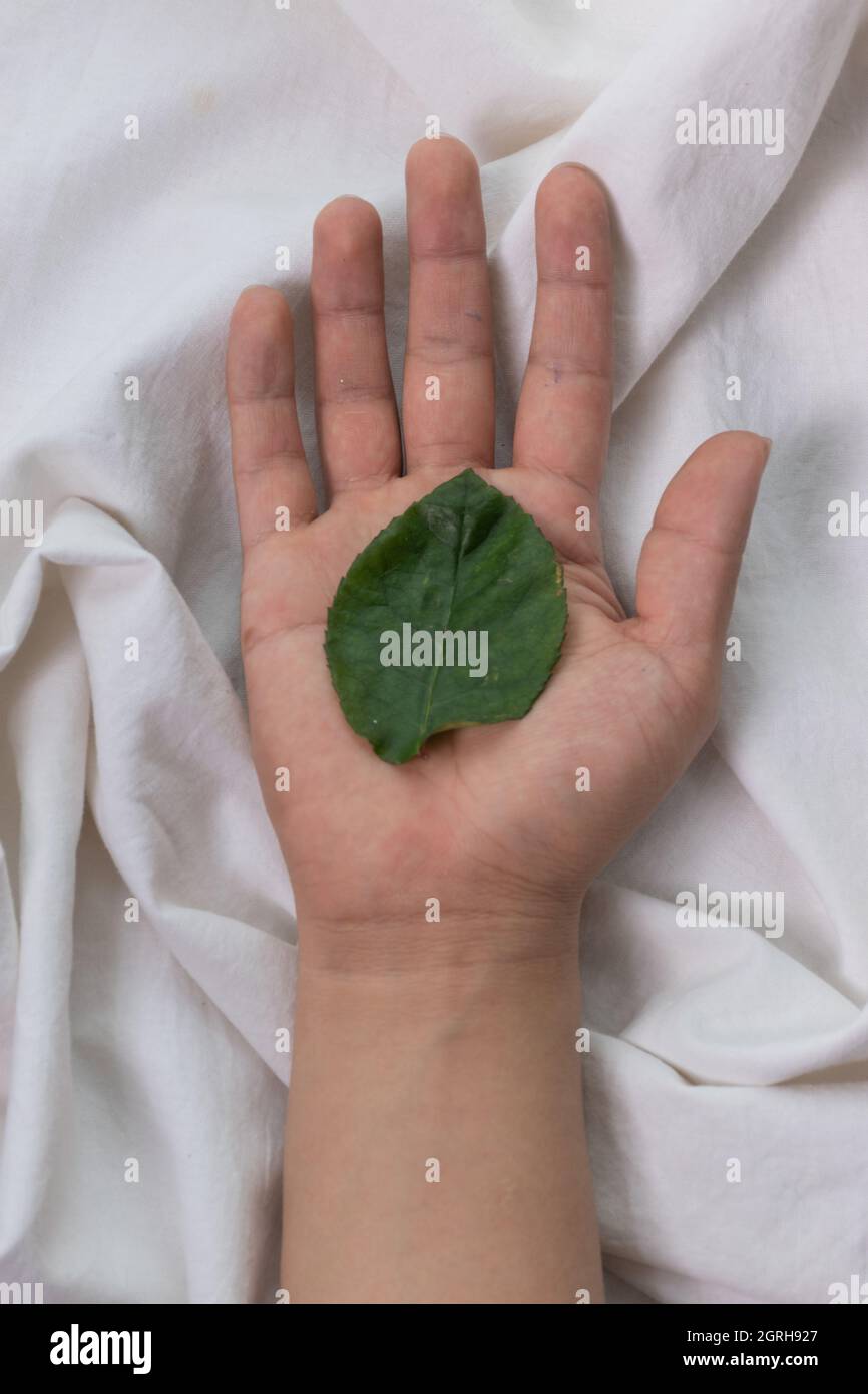 Eine Hand zeigt seine Handfläche und hält das Blatt einer frischen Pflanze, Pflege des Planeten und Ökosystems, Konzept des Schutzes und Pflege des Planeten, Studio Stockfoto