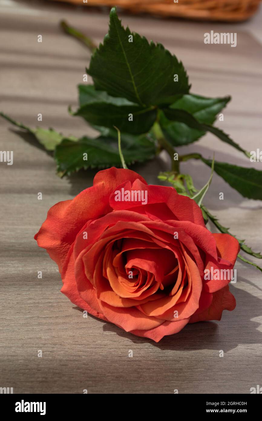 Schöne orangefarbene Rose, die auf einem Holztisch liegt und Sonnenlicht, Natur und Schönheit einer Blume, Dekoration und Geschenk für valentine im Studio empfängt Stockfoto
