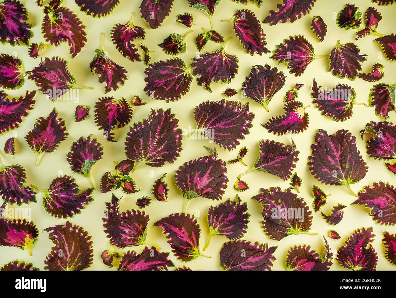 Coleus Blätter und Sämlinge. Blattmuster. Blumenlabyrinth. Coleus ist eine Innen- und Außenpflanze mit bunten Blättern. Sommergrüner Hintergrund. Blättern und schießen Sie von oben. Stockfoto