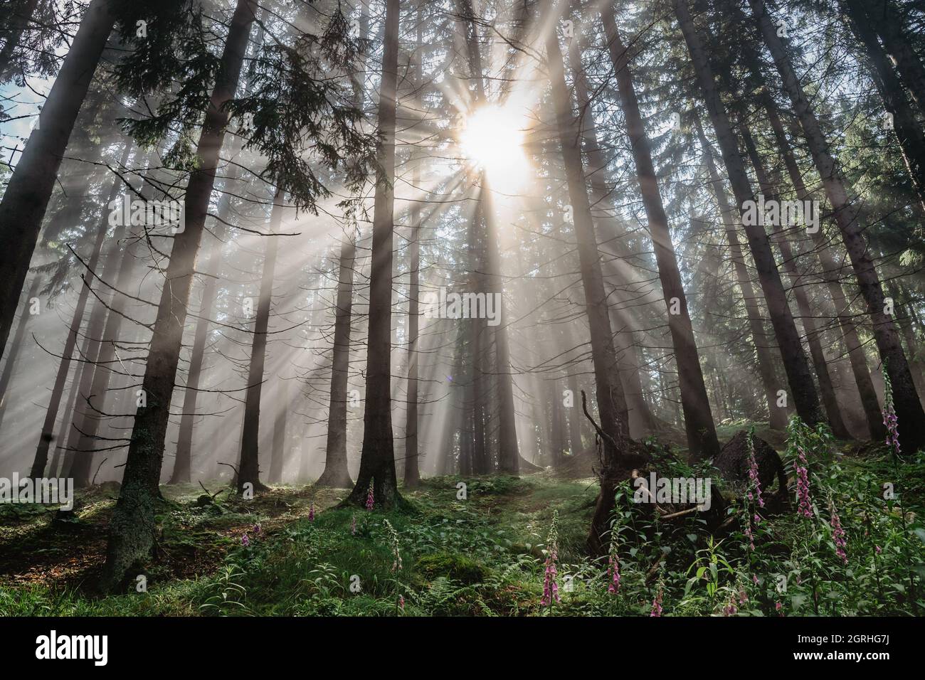 Panorama der schönen Nebelwald der Tschechischen.Magische Sonne Licht.Scenic Blick auf die frische grüne Natur mit Sonnenstrahlen.Waldlandschaft, helle Sonne scheint, Fantasie Stockfoto