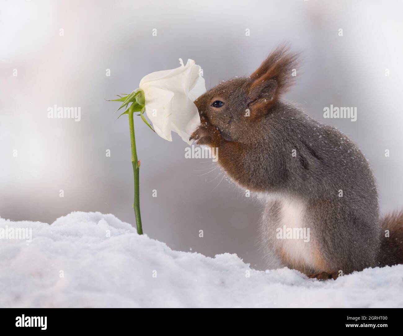 Rote Eichhörnchen ist Riechen eine weiße Rose im Schnee Stockfoto