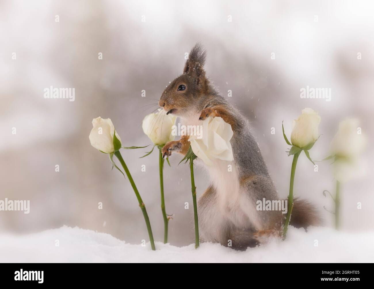 Eichhörnchen im Schnee ist auf der Suche zwischen weißen Rosen Stockfoto