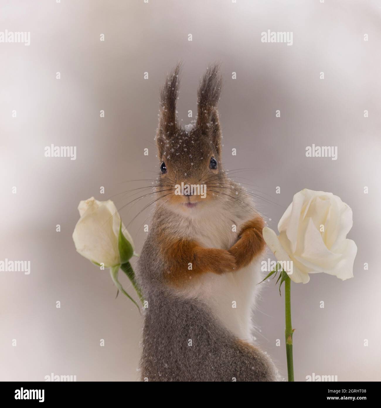 Red squirrelis sucht zwischen weißen Rosen im Schnee Stockfoto