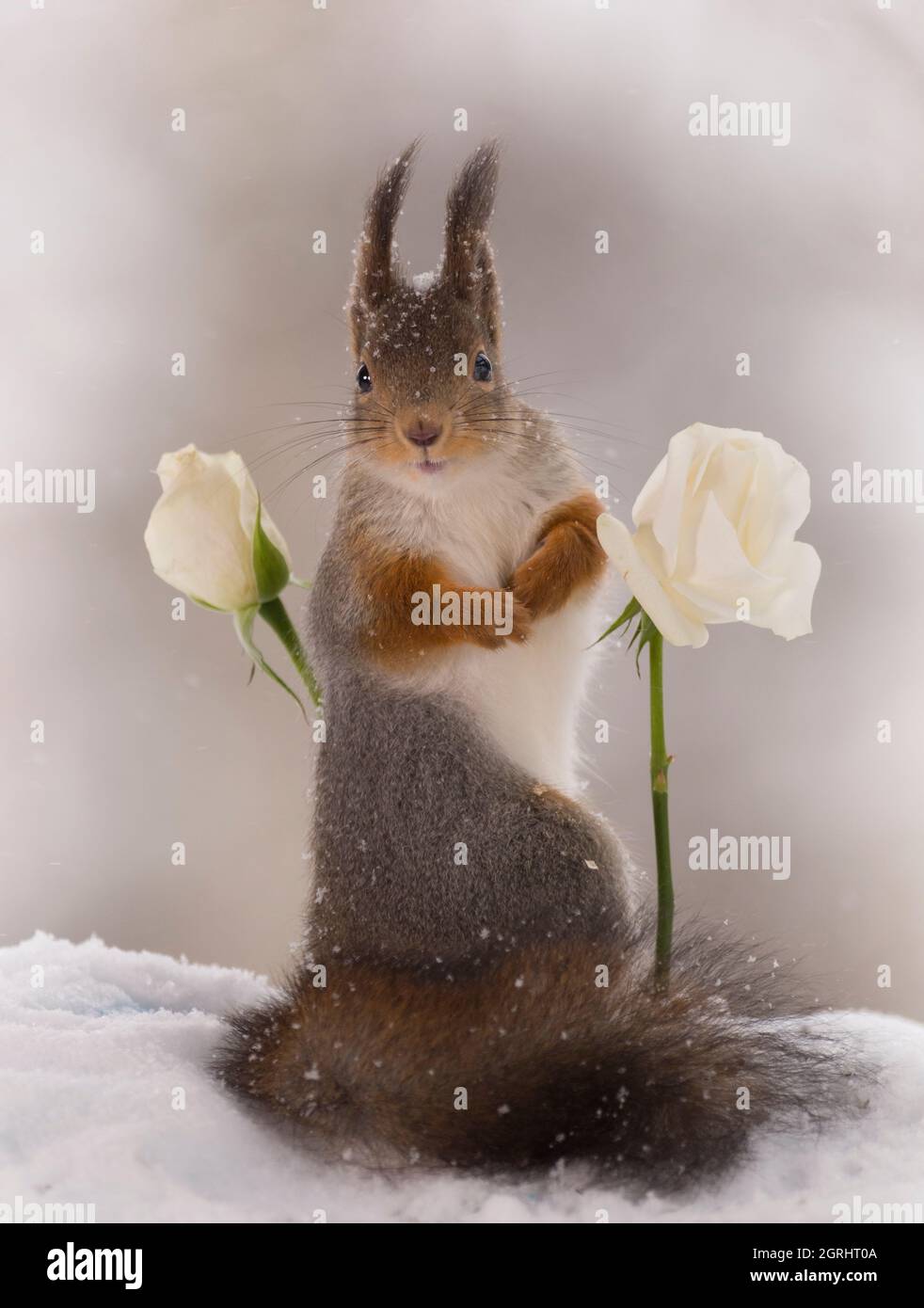 Rote Eichhörnchen ist zwischen weißen Rosen im Schnee Stockfoto
