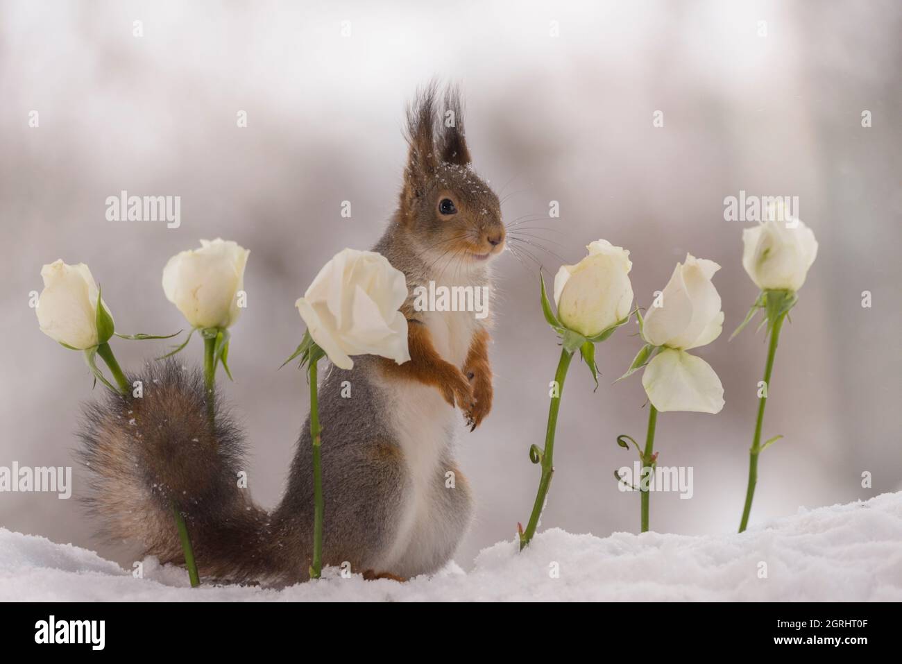 Red squirrelis stehen zwischen weißen Rosen im Schnee Stockfoto