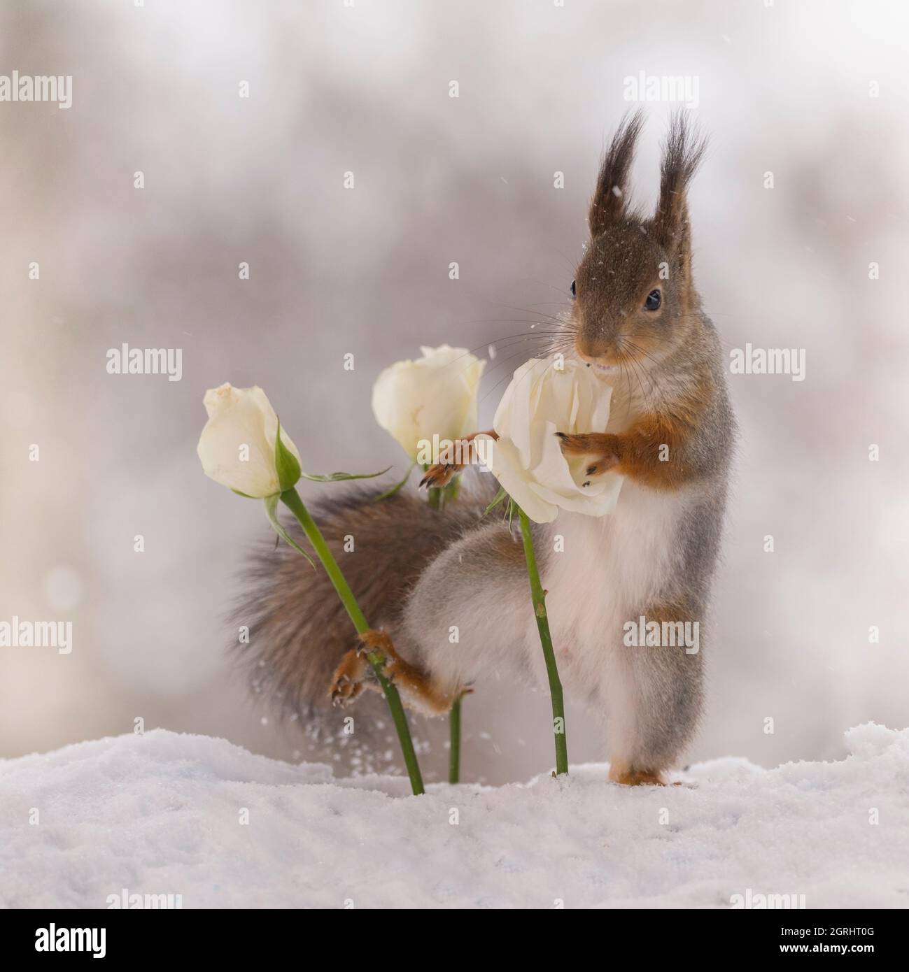Eichhörnchen hält eine weiße Rose im Schnee Stockfoto