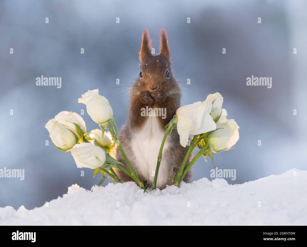 Red squirrelis steht zwischen den weißen Rosen im Schnee Stockfoto