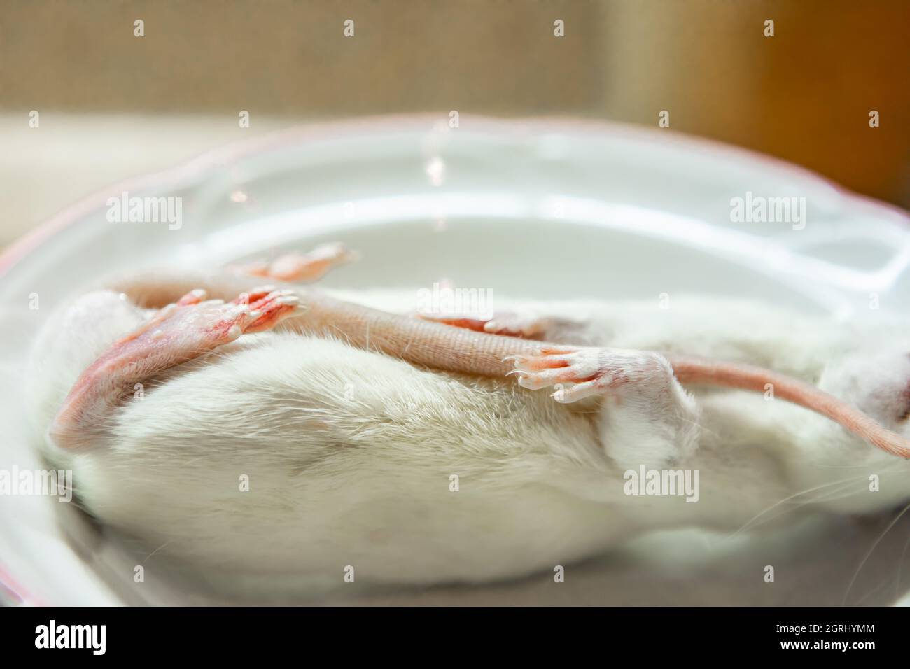 Eine Nahaufnahme einer Seitenpose einer toten Ratte mit weißem Fell, herangezoomt auf Krallen, bereit, auf einem Teller als Futter für die Tierschlange serviert zu werden. Stockfoto