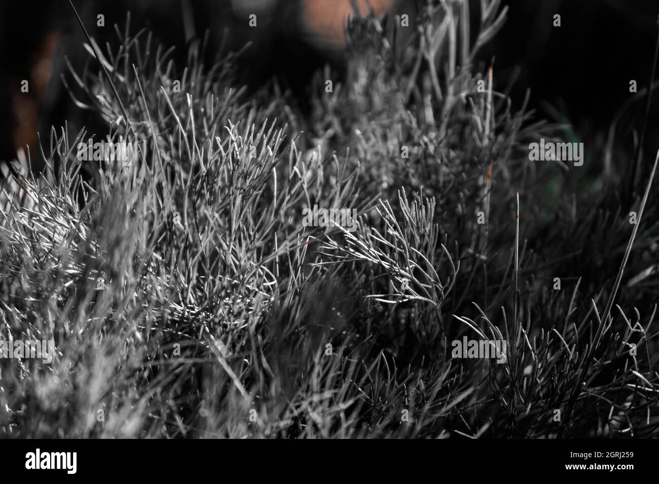 Natürlicher dunkelschwarzer und weißer Hintergrund. Viel Gras aus der Nähe. Stockfoto
