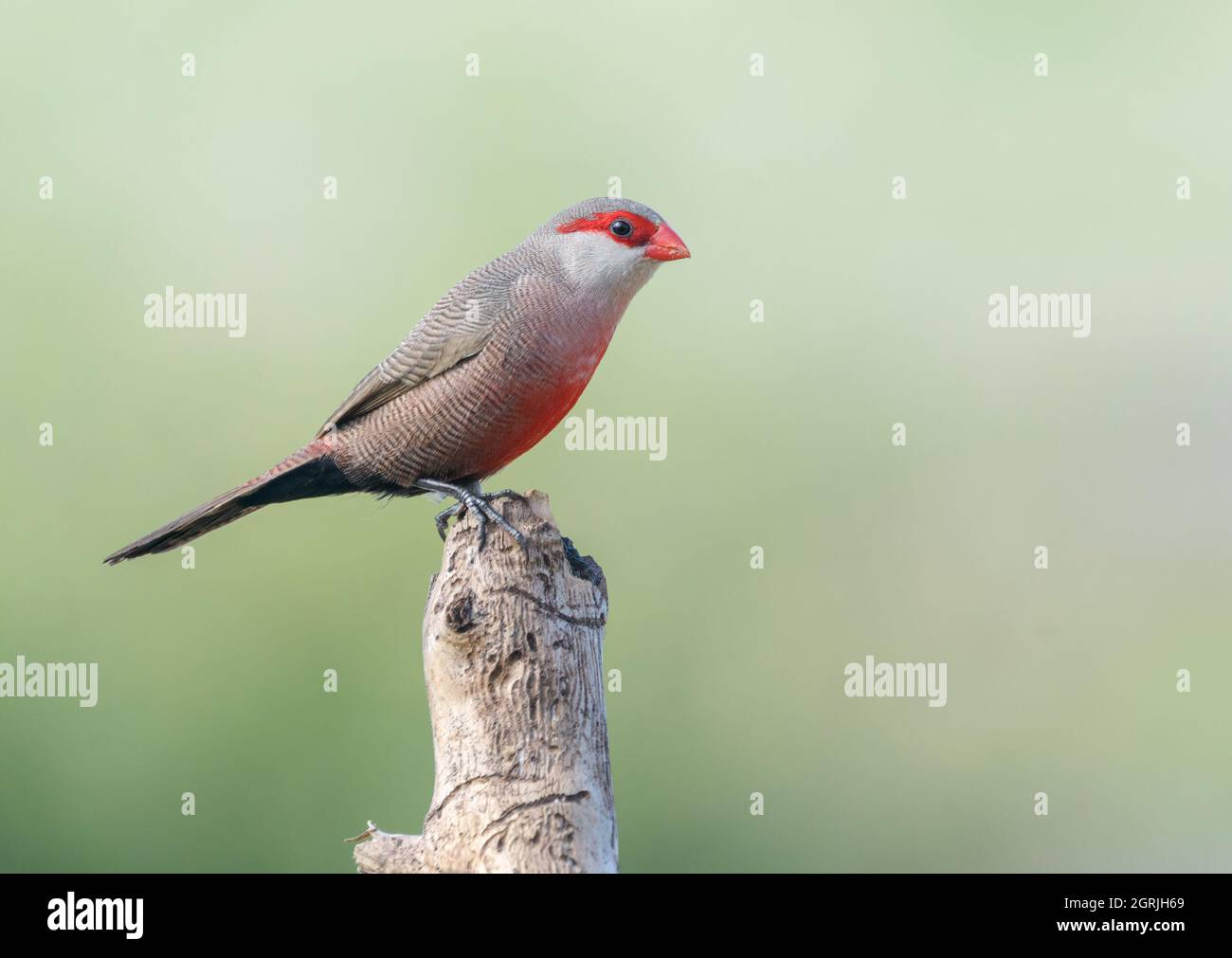 Gewöhnlicher Wachsfiguren (Estrilda astrild), männlich Stockfoto